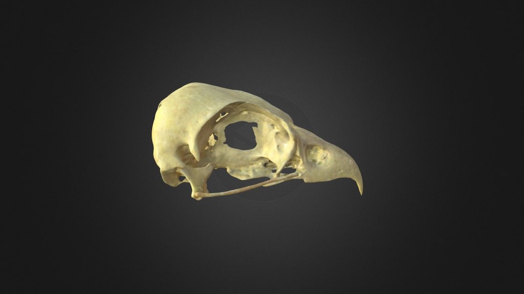 Pandion haliaetus, skull