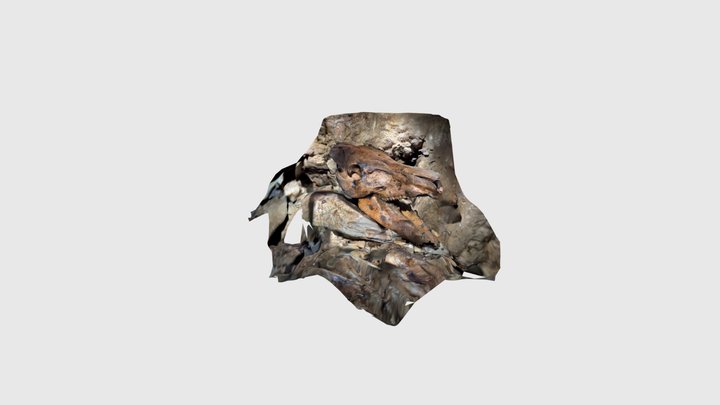 teschio cinghiale 3D Model