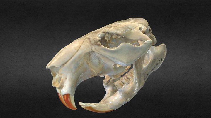 Beaver skull 3D Model