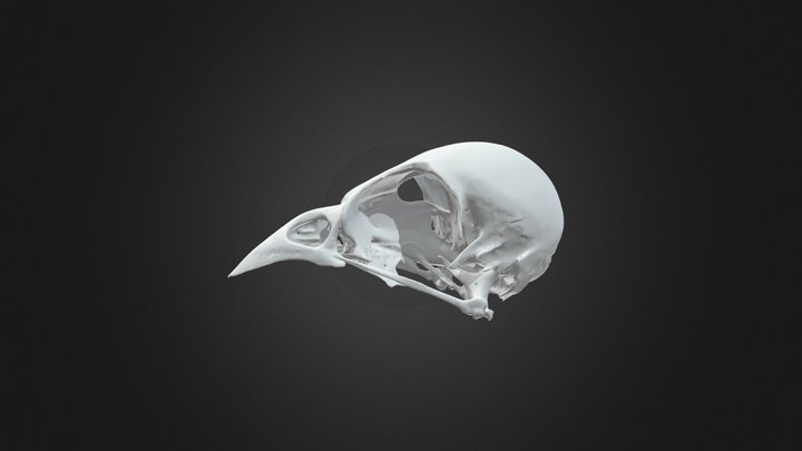 スズメ頭骨 Tree sparrow skull 3D Model