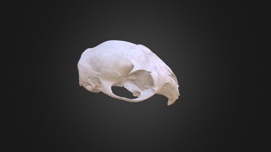 Sciurus vulgaris, skull