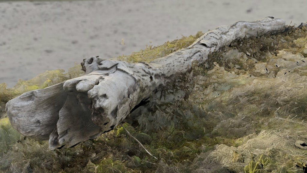 Burned Log
