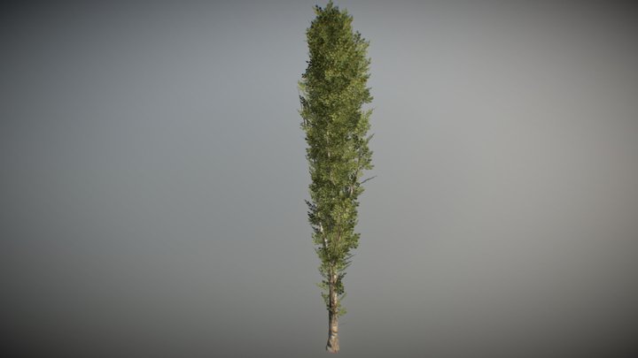 POPLAR TREE - HIGHT TEXTURE LOW-POLY MODEL 3D Model