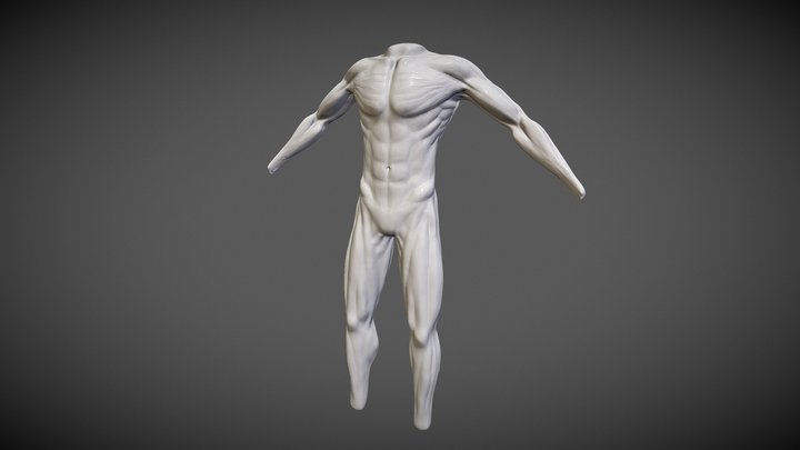 Male anatomy 3D Model