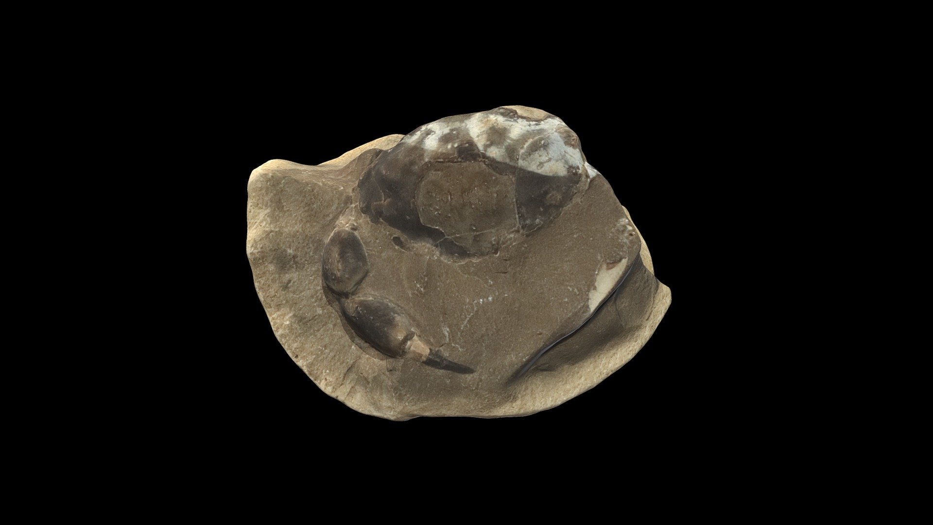 GEOL212 Crab
