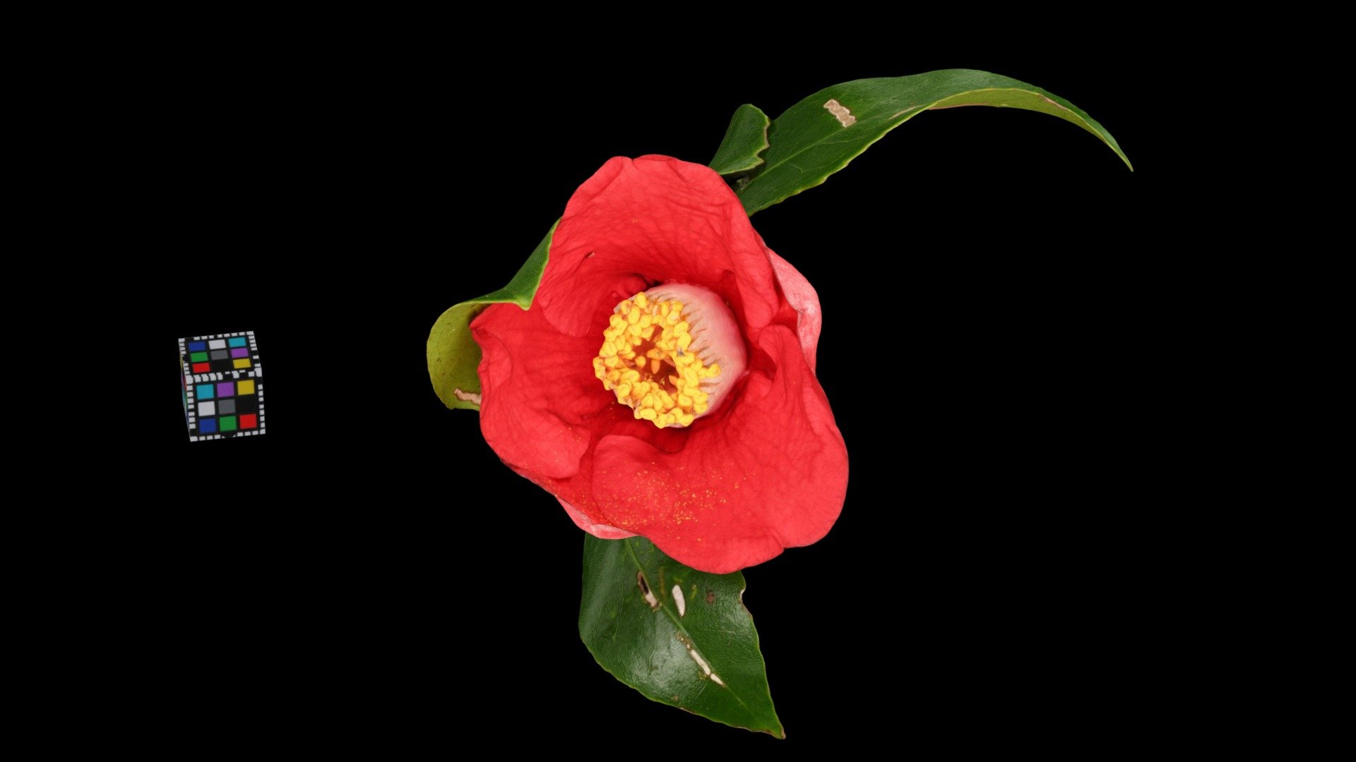 ヤブツバキ Camellia japonica