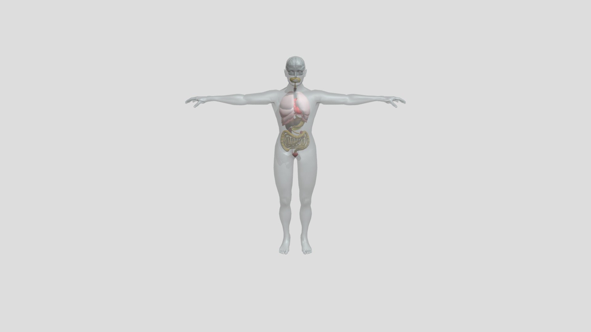 Body with organs - 3D model by volkerku [ec888f2] - Sketchfab