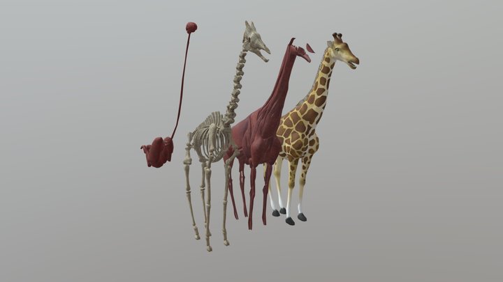 Giraffe 3D Model