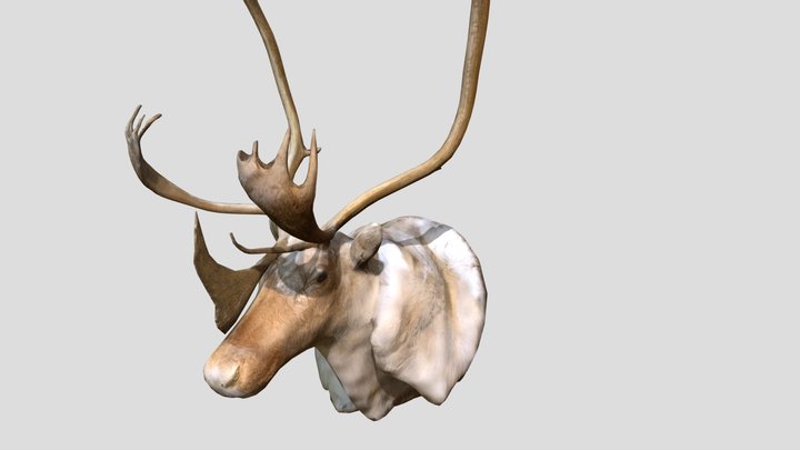 SM_Caribou_1 3D Model