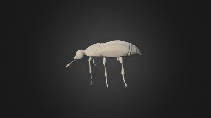 Beetle 3D Model