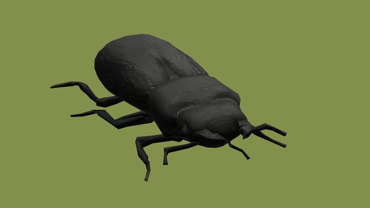 Lesser Stag Beetle