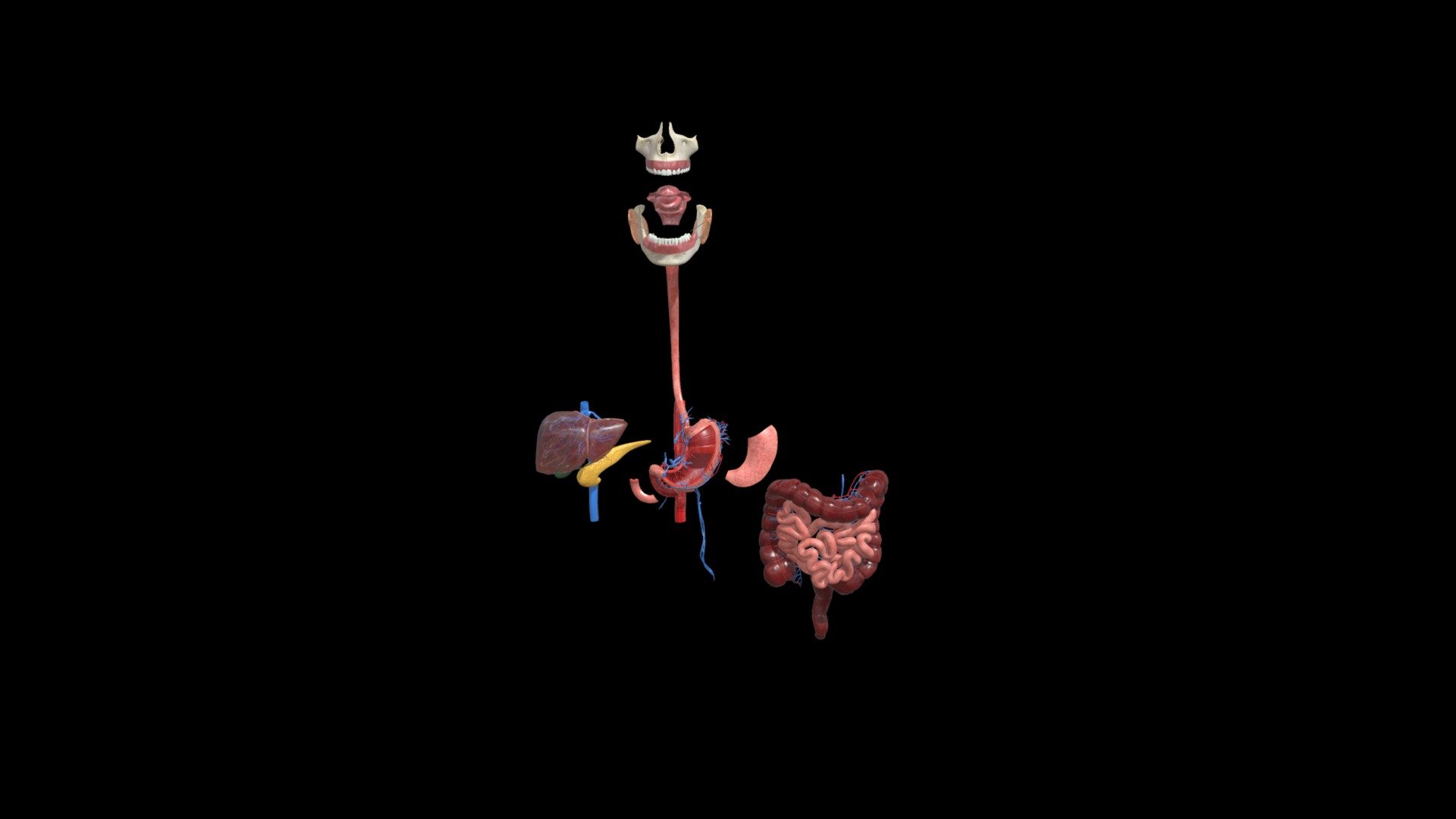 Sistema Digestivo — Sketchfab embed 3D viewer