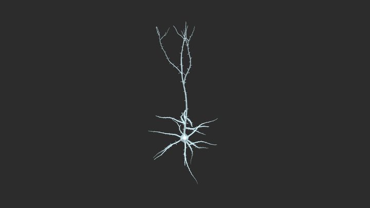 【Neuron】Spinous Pyramidyal Cell 3D Model