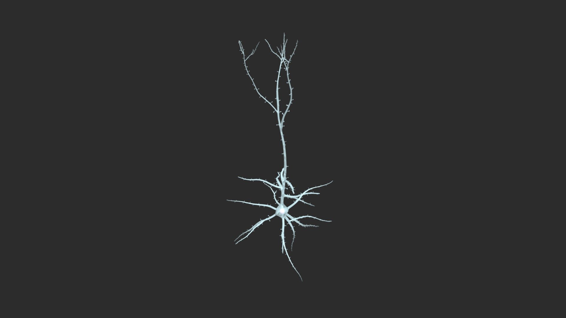 【Neuron】Spinous Pyramidyal Cell