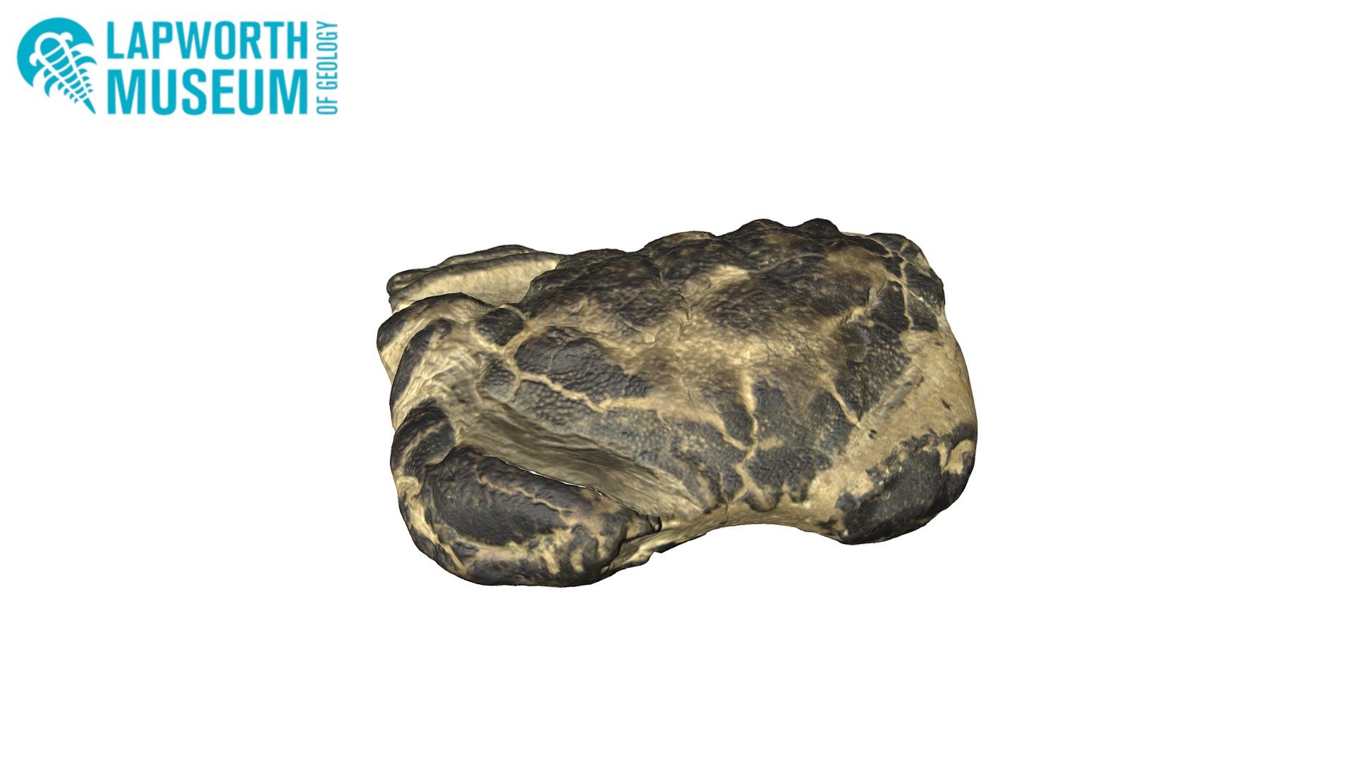 Eocene crab BIRUG 100026