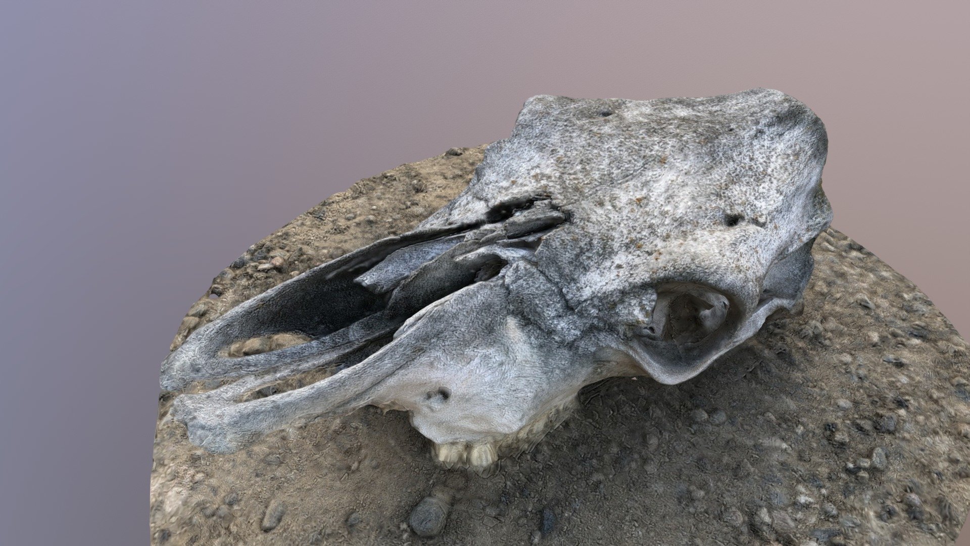 Cow Skull (I think)
