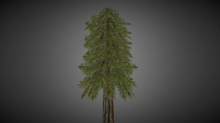 Coniferous Tree 3D Model