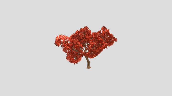 Japanese Maple 3D Model
