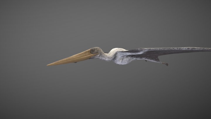 Nyctosaurus female 3D Model