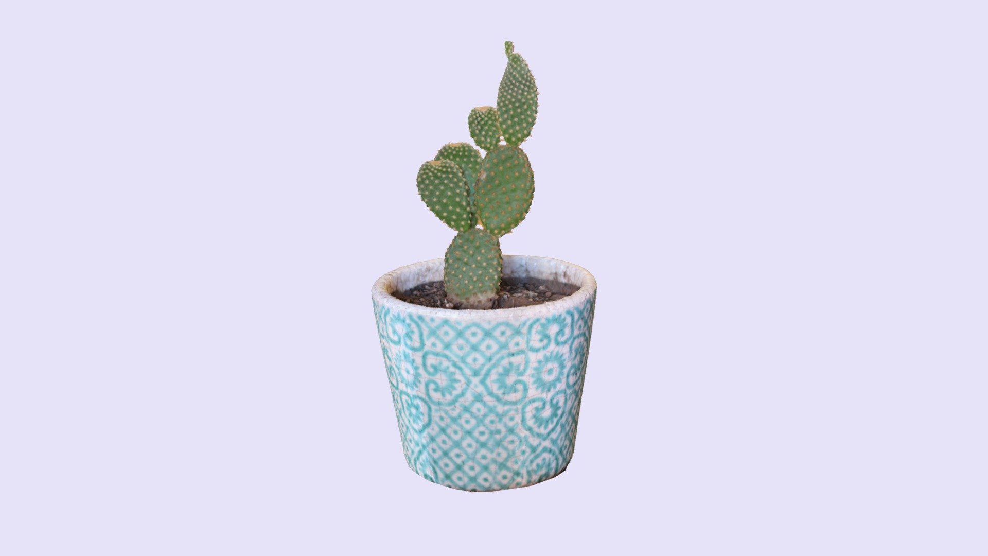 Miimpresionante cactus