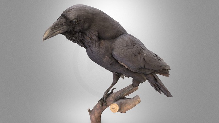Common raven 3D Model