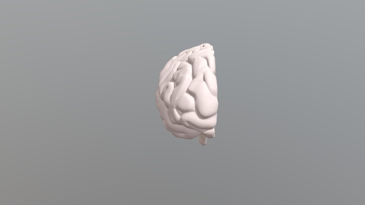 Gehirn - Querschnitt 3D Model