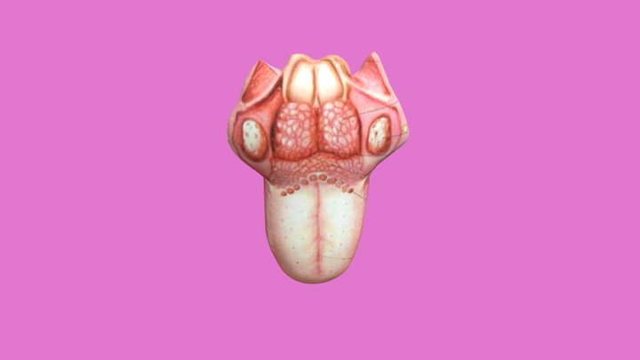 Indra Pengecap ( Lidah ) by Rifa Millani 3D Model