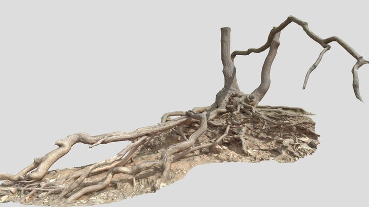 Oak Roots Big Scan 3D Model