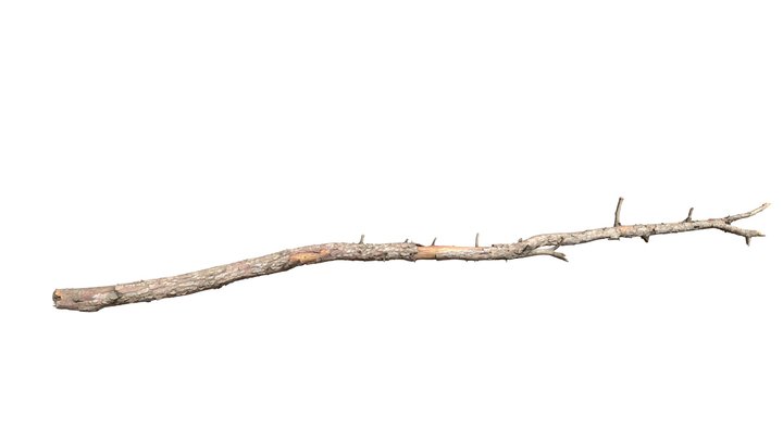 Pine Tree Fallen Trunk Scan 01