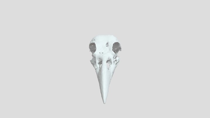 Carrion Crow (Corvus corone) - Reconstructed 3D Model