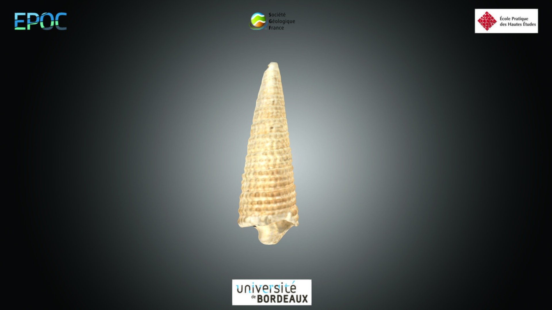Gastéropode - Potamides sp.