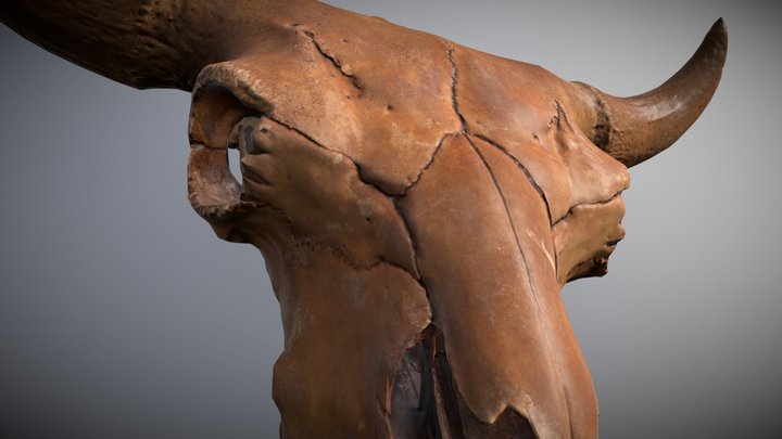 VR Version Bison Fossil 3D Model