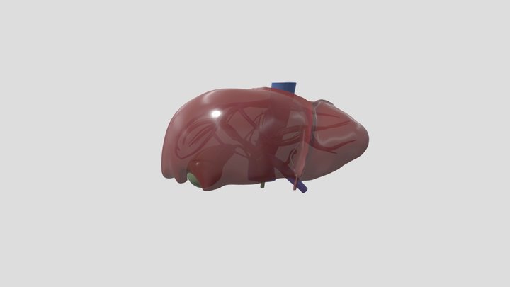 Liver(couinaud) 3D Model