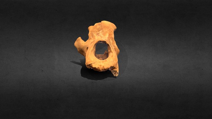 Skull of a Cave Bear 3D Model