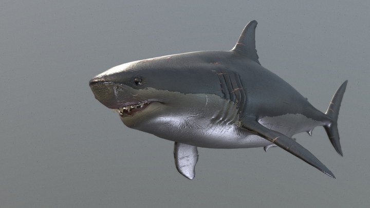 megalodon 3D Model