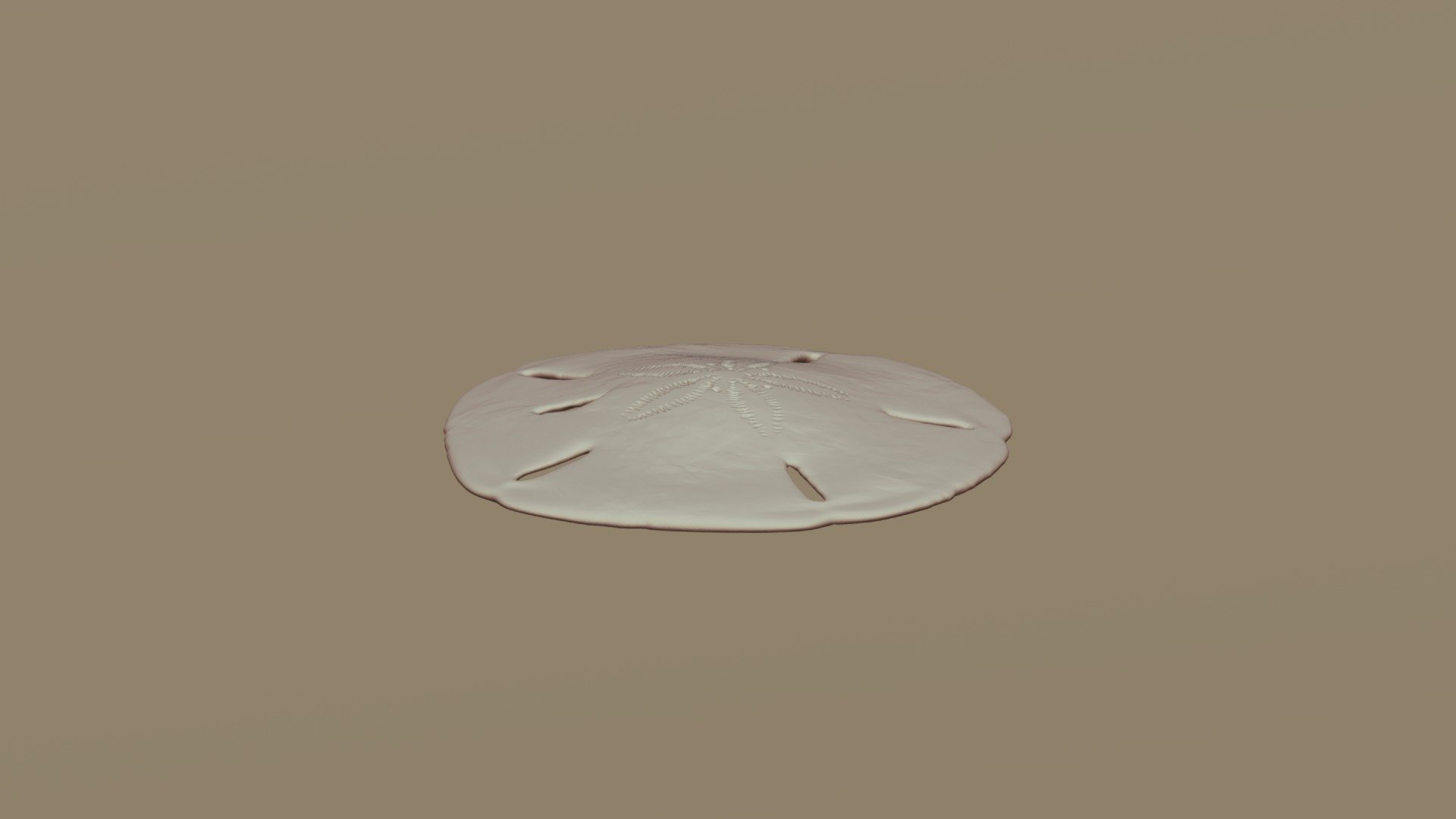 Sand Dollar