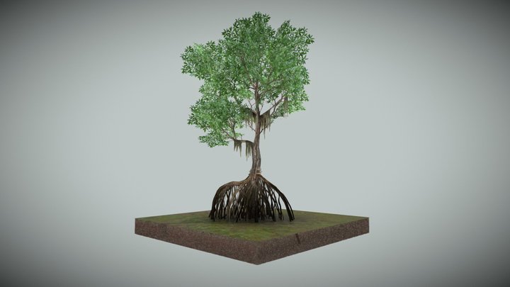 Common Red Mangrove 3D Model