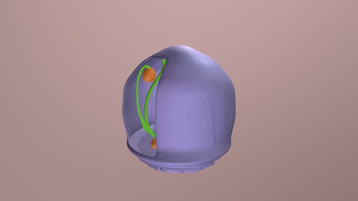 organ 3D Model