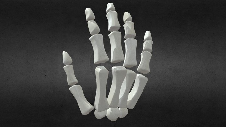 Human skeleton hand 3D Model