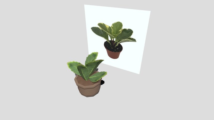 wk8_plant 3D Model