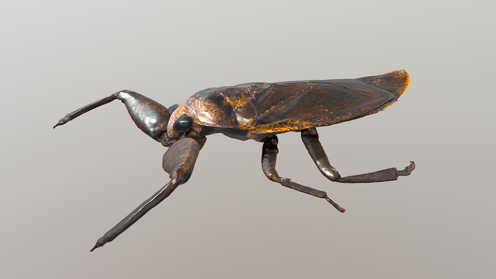 Giant Water Bug 3D Model