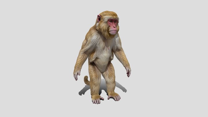 Medium Poly Monkey animal 3d model free