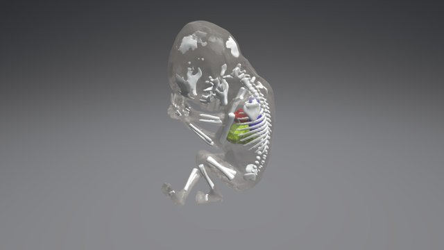 Fetus 3D Model