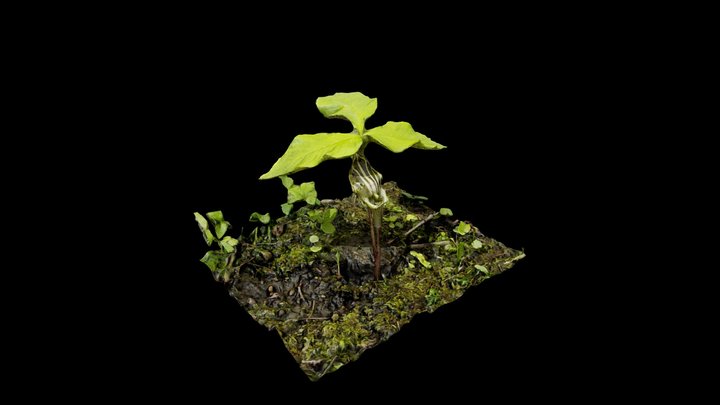 Thousand Acre Swamp Jack in the Pulpit 3D Model