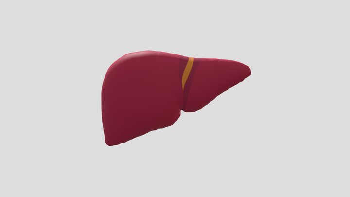 Liver 3D Model