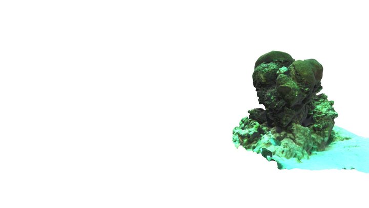 Lobed Star Coral - Orbicella annularis OANN 3D Model