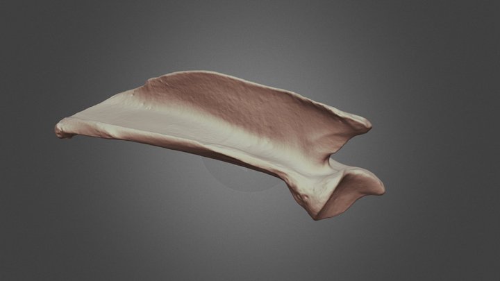 Vet School Canine Scapula 3D Model