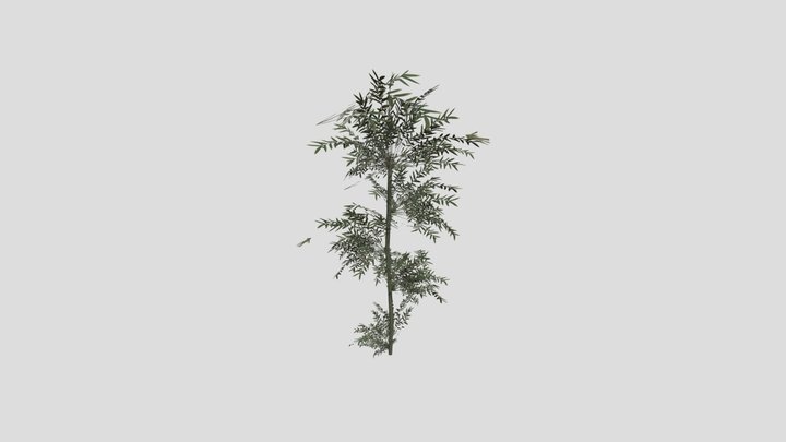 bamboo tree 3D Model