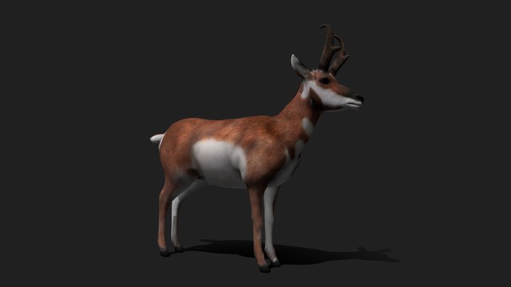 Realistic Pronghorn / Antílope 3D Model – Free 3D Model STL