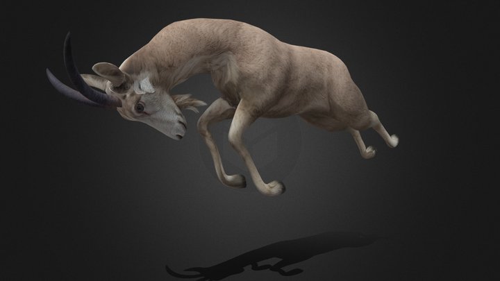 Goat_A4 3D Model